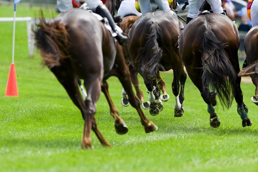Horseracing Horseracing