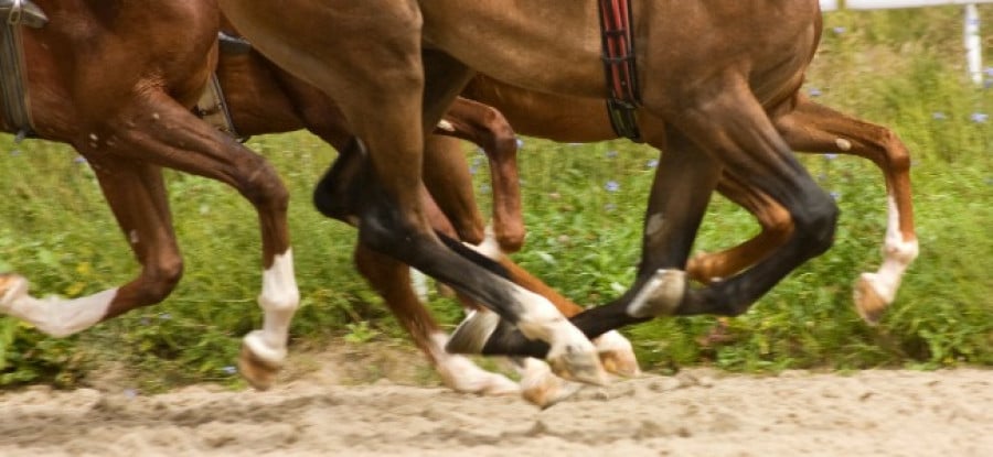 Horses